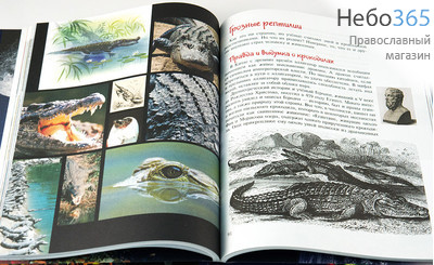  Птицы, рыбы и слоны... Занимательная книга школьника., фото 1 